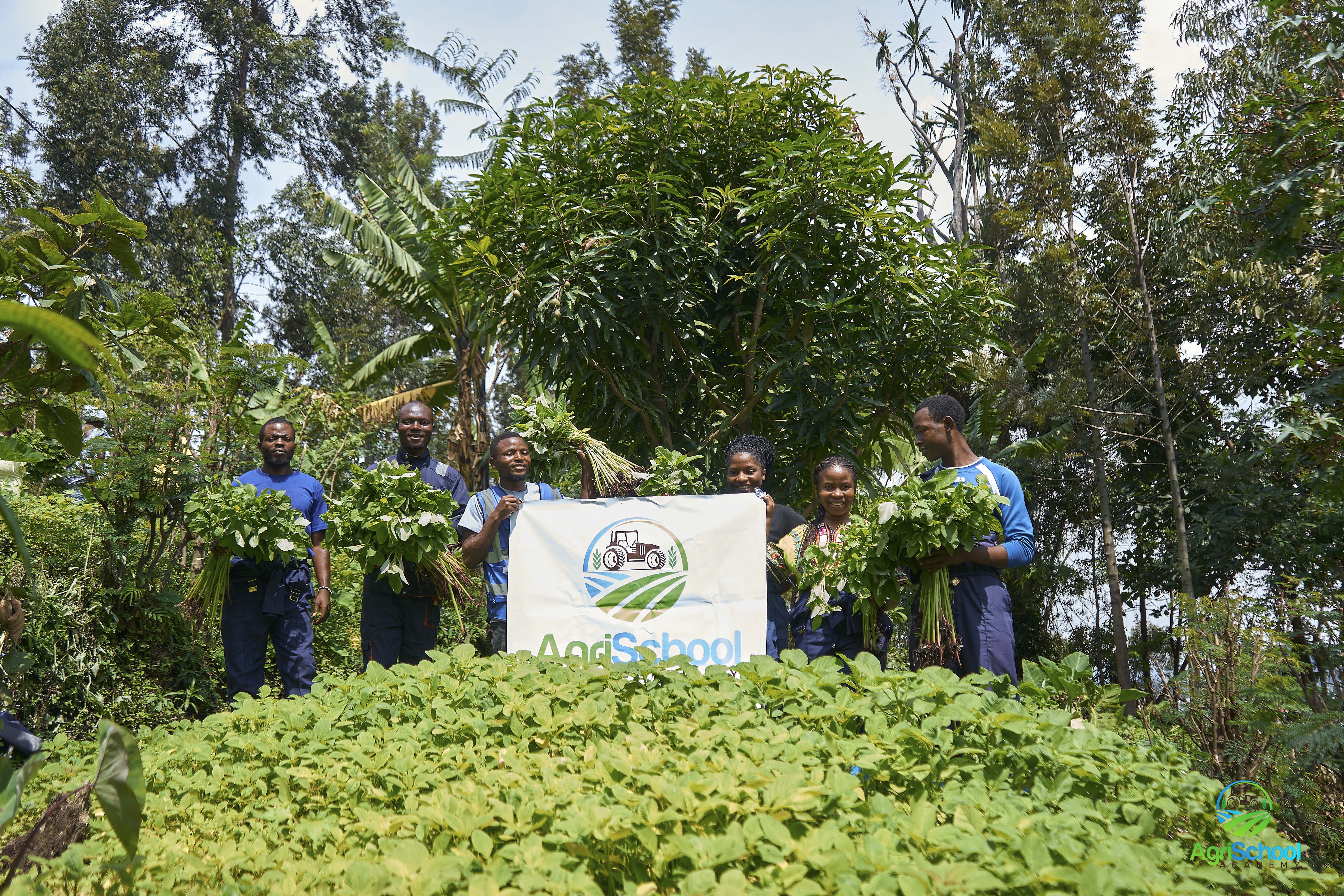 🌱 Récolte d&rsquo;Amarante INKA à Goma : Un tournant pour la sécurité alimentaire et la lutte Contre la pauvreté