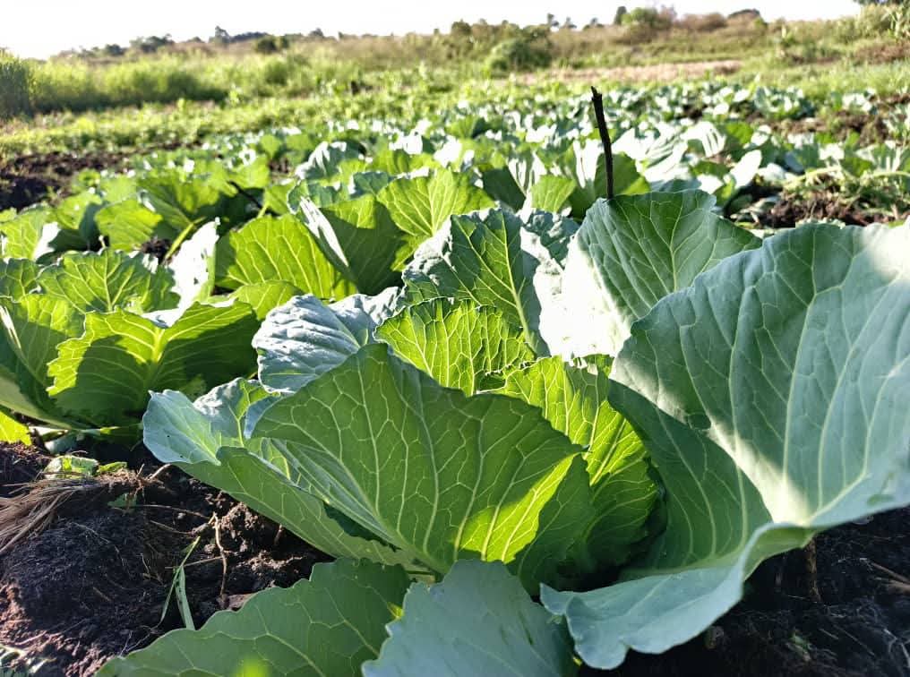 L&rsquo;Impact transformateur de l&rsquo;AgroTour Tanzanie 2024